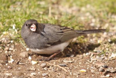 dark-eyed junco 058.jpg