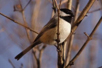 chickadee 083.jpg