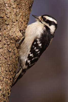 downy woodpecker 064.jpg
