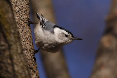 white-breasted nuthatch 064.jpg