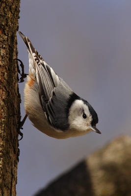 white-breasted nuthatch 065.jpg