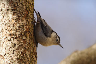 white-breasted nuthatch 066.jpg