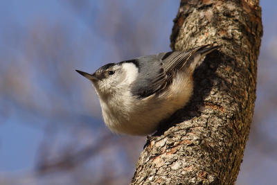 white-breasted nuthatch 067.jpg