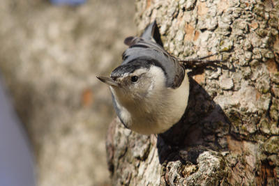 white-breasted nuthatch 068.jpg