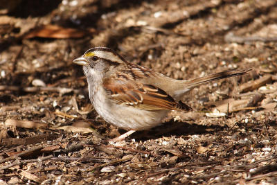 white throated sparrow 027.jpg