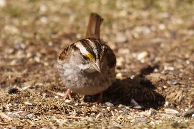 white throated sparrow 028.jpg