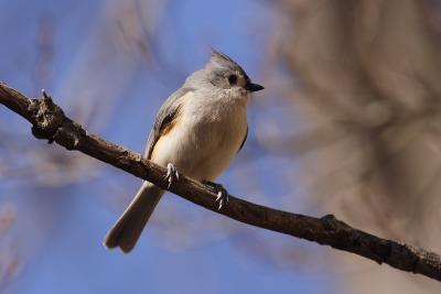 tufted titmouse 045.jpg