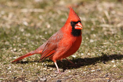 cardinal 060.jpg
