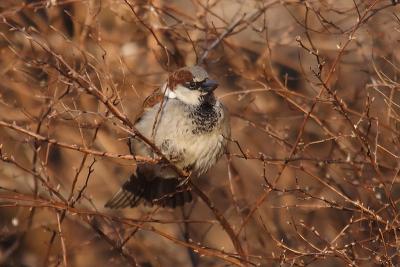 house sparrow 038.jpg