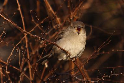 house sparrow 039.jpg