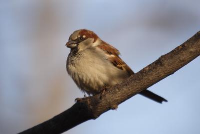 house sparrow 042.jpg