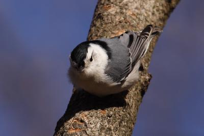 white-breasted nuthatch 069.jpg