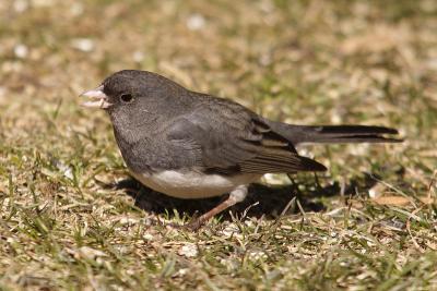 dark-eyed junco 065.jpg