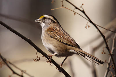 white throated sparrow 029.jpg