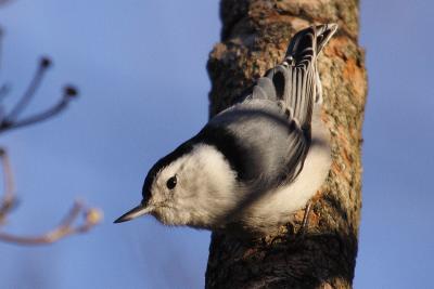 white-breasted nuthatch 070.jpg