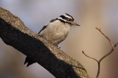 downy woodpecker 069.jpg