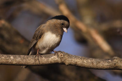 dark-eyed junco 068.jpg