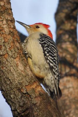 red-bellied woodpecker 013.jpg