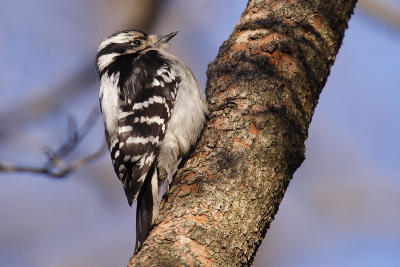 downy woodpecker 070.jpg