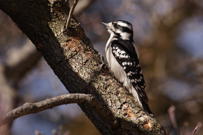 downy woodpecker 071.jpg