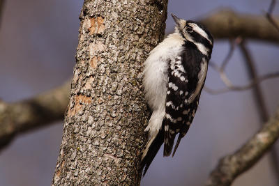 downy woodpecker 072.jpg