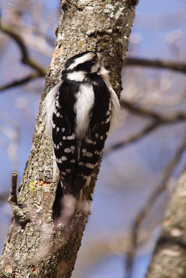 downy woodpecker 073.jpg