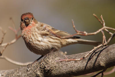 house finch 010.jpg