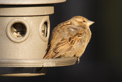 house sparrow 043.jpg