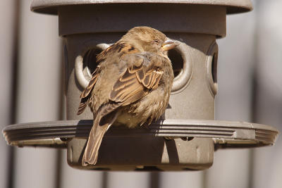 house sparrow 044.jpg