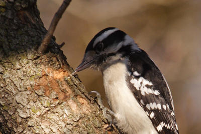 downy woodpecker 075.jpg
