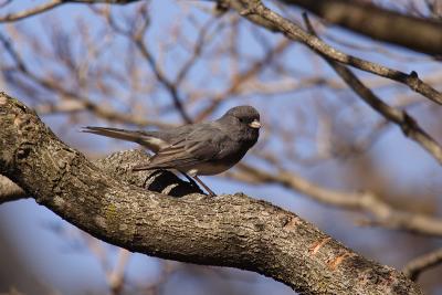 dark-eyed junco 070.jpg