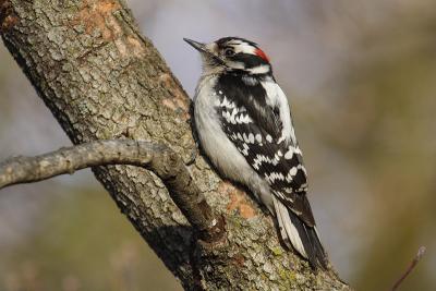downy woodpecker 076.jpg