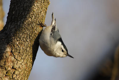 white-breasted nuthatch 071.jpg