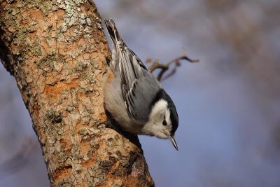 white-breasted nuthatch 072.jpg