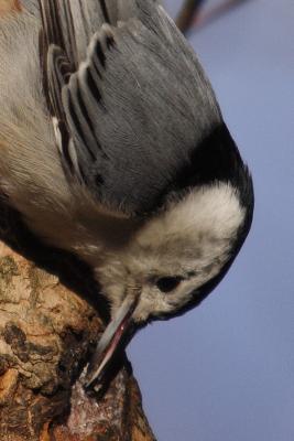 white-breasted nuthatch 073.jpg