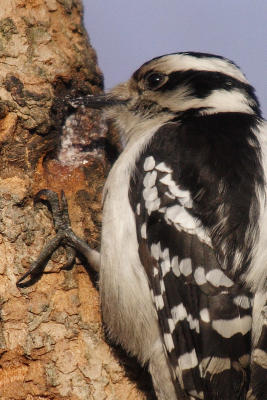 downy woodpecker 079.jpg