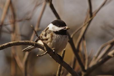 great swamp black-capped chickadee 2006-03-21 001.jpg