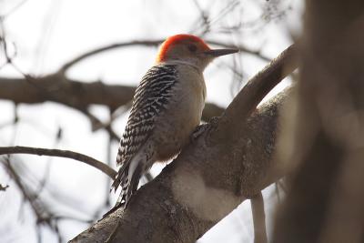 great swamp red-bellied woodpecker 2006-03-21 002.jpg
