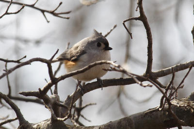 great swamp tufted titmouse 2006-03-21 001.jpg