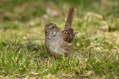 white throated sparrow 031.jpg