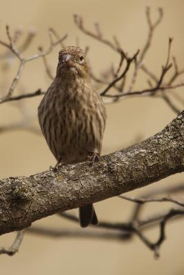 house finch 013.jpg