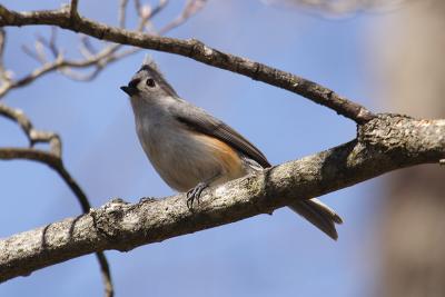 tufted titmouse 061.jpg