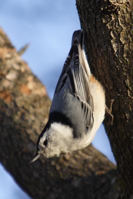 white-breasted nuthatch 075.jpg