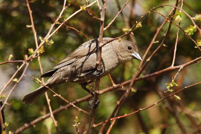 brown-headed cowbird 004.jpg