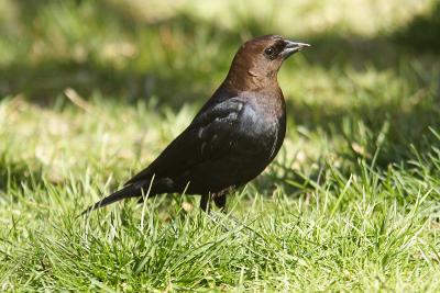 brown-headed cowbird 006.jpg