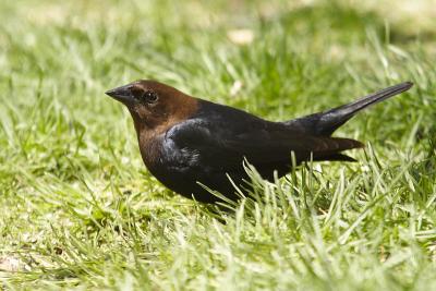 brown-headed cowbird 008.jpg