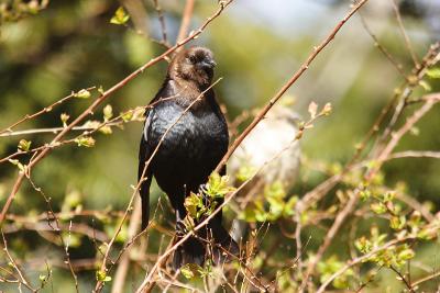 brown-headed cowbird 010.jpg