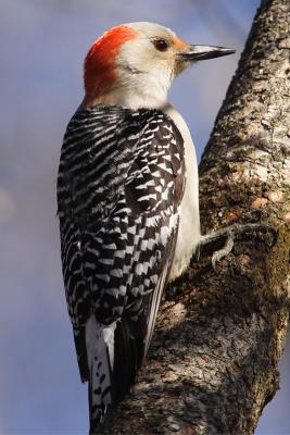 red-bellied woodpecker 014.jpg