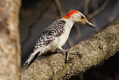 red-bellied woodpecker 015.jpg