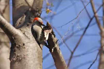 red-bellied woodpecker 017.jpg